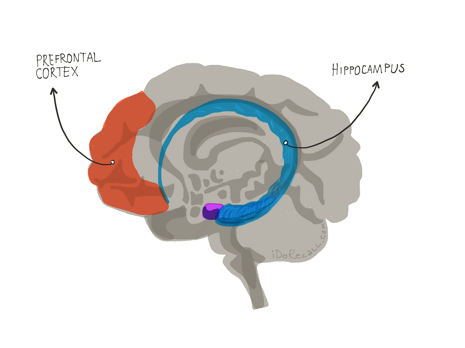 A cartoon diagram of the brain, highlighting the prefrontal cortex and hippocampus.